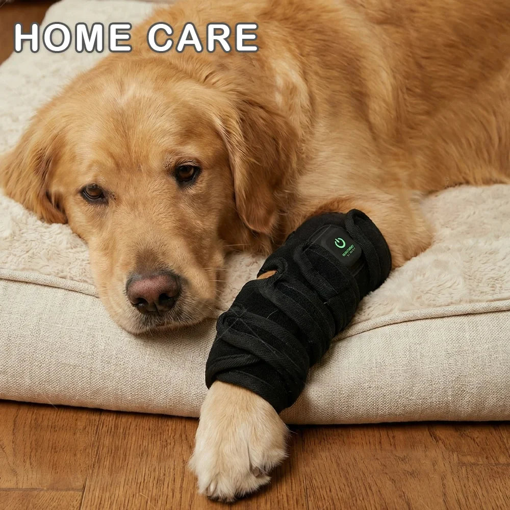 Red Light Therapy for Dogs: Does It Actually Work?