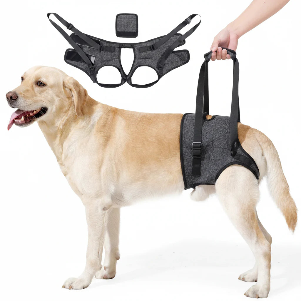How to Help a Dog with Hind Leg Weakness
