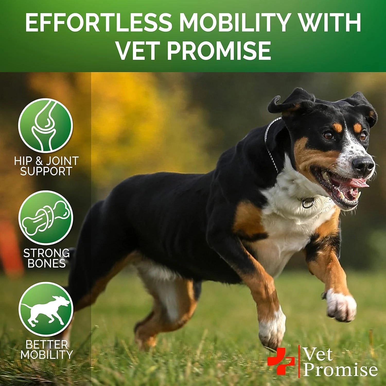 Pawonia Hip & Joint Soft Chews — Glucosamine, Chondroitin, MSM & Turmeric for Senior Dogs